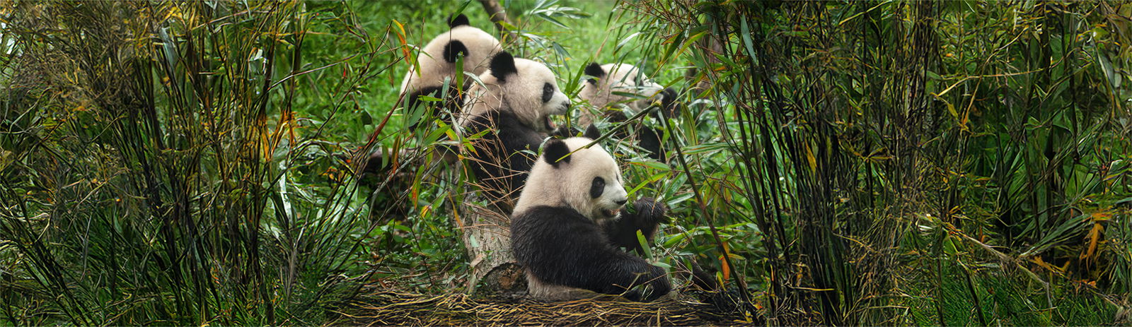 Panda Conservation Center