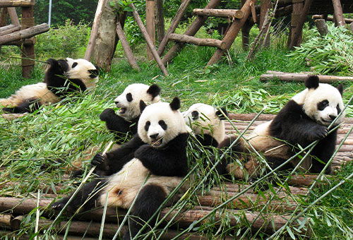 Meet the adorable pandas