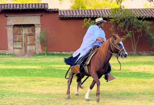 Paso Horse