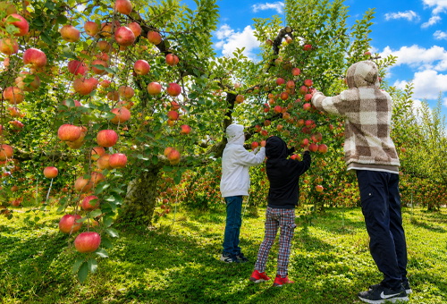Fruits Picking in apple orchard