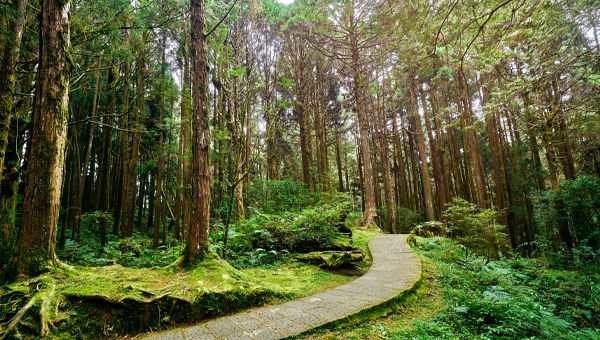 Taiwan's Heartland: Alishan + Sun Moon Lake