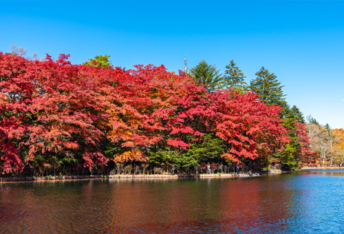A serene autumn stroll by Kumoba Pond