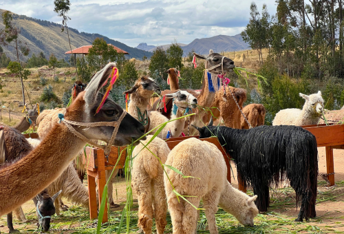 South American Camelids