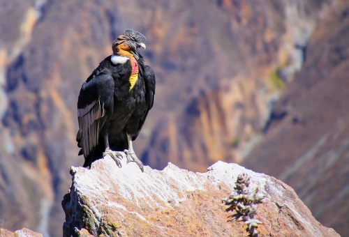 Andean Condor