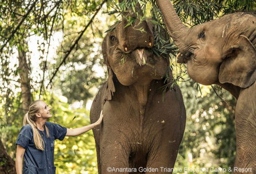 Elephant Guardian