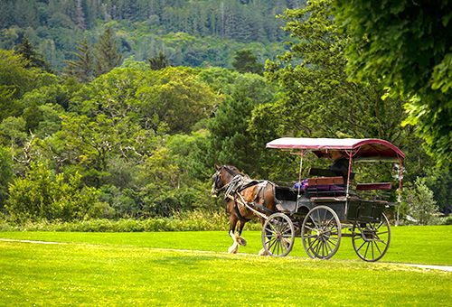 Experience a Jaunting Car ride to explore the natural scener